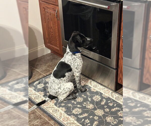 Medium Photo #4 Mutt Puppy For Sale in Garden City, NY, USA