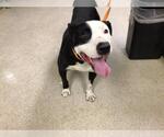 Small American Pit Bull Terrier