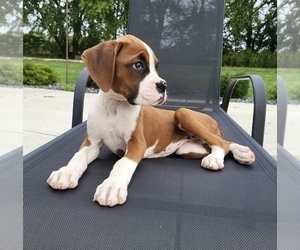 Boxer Puppy for sale in FRANKLIN, IN, USA