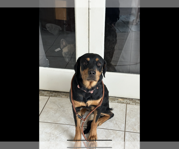 Medium Photo #2 Rottweiler Puppy For Sale in Gilbert, AZ, USA