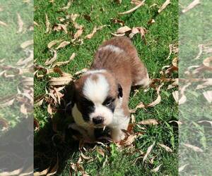 Saint Bernard Puppy for sale in TURLOCK, CA, USA