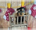 Small #11 Yorkshire Terrier