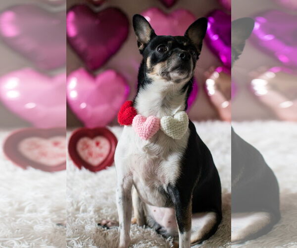 Medium Photo #10 Rat-Cha Puppy For Sale in San Francisco, CA, USA