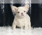 Small #7 French Bulldog