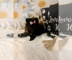 Small #2 Pomeranian
