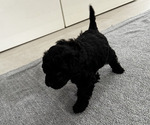 Puppy Puppy 5 Goldendoodle (Miniature)