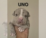 Small Photo #8 American Bully Puppy For Sale in KISSIMMEE, FL, USA