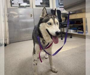 Siberian Husky Dogs for adoption in Riverside, CA, USA