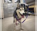 SHARKIE - Male Siberian Husky Dog for Adoption - Small photo