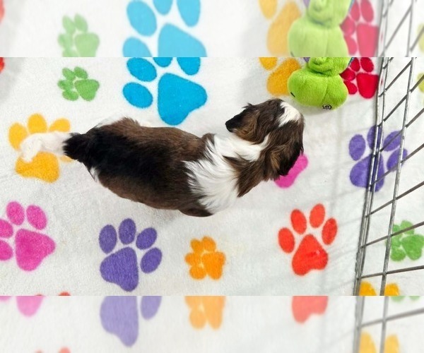 Medium Photo #10 Havashire Puppy For Sale in ORO VALLEY, AZ, USA