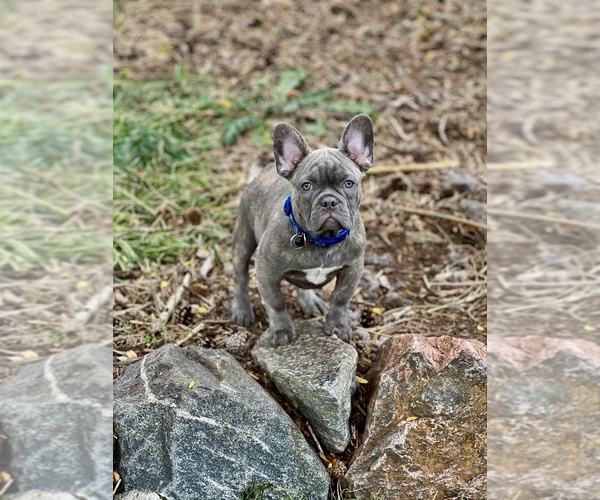 Medium Photo #2 French Bulldog Puppy For Sale in BRIGHTON, CO, USA