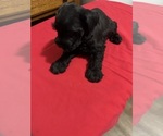 Small #2 Schnauzer (Miniature)
