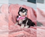 Small Photo #10 Pomsky Puppy For Sale in PRINCETON, MN, USA