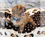 Small #2 Shih Tzu