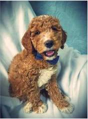 Goldendoodle Puppy for sale in BIG RAPIDS, MI, USA