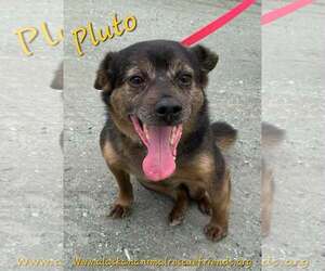 Beagle-Shiba Inu Mix Dogs for adoption in Anchorage, AK, USA