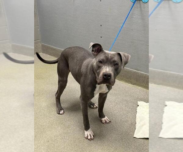 Medium Photo #1 Mutt Puppy For Sale in Las Vegas, NV, USA