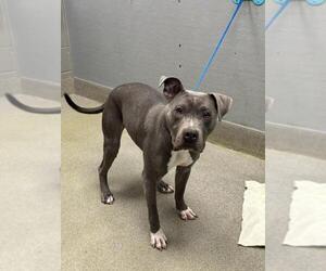 Mutt Dogs for adoption in Las Vegas, NV, USA