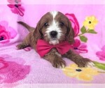 Small Photo #6 Cavapoo Puppy For Sale in LANCASTER, PA, USA