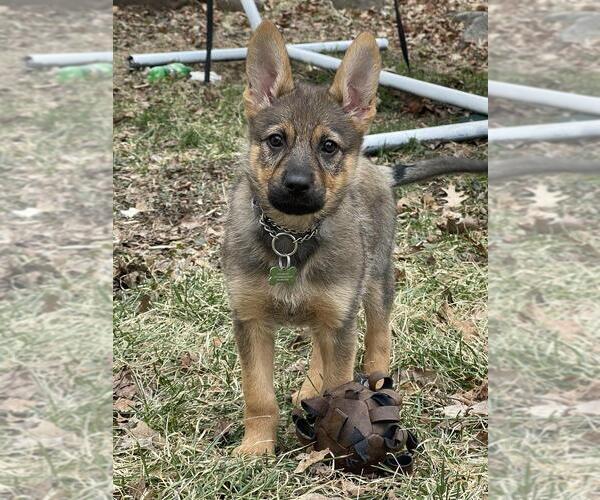 Medium Photo #1 Mutt Puppy For Sale in Andover, MN, USA