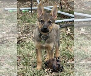 Mutt Dogs for adoption in Andover, MN, USA