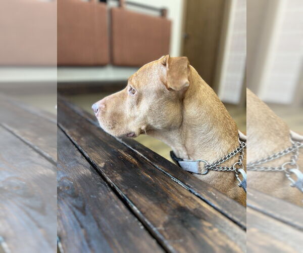 Medium Photo #4 American Pit Bull Terrier-Unknown Mix Puppy For Sale in Raleigh, NC, USA