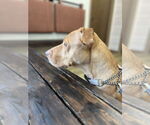 Small #3 American Pit Bull Terrier Mix