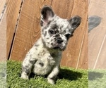 Small Photo #2 French Bulldog Puppy For Sale in ATLANTA, GA, USA