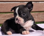 Small #4 Boston Terrier