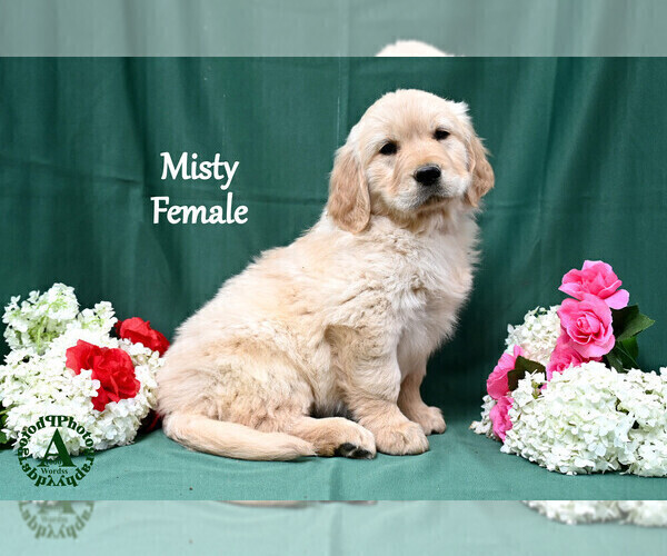 Medium Photo #4 English Cream Golden Retriever Puppy For Sale in HARRISONBURG, VA, USA