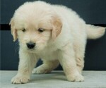 Small Photo #13 Golden Retriever Puppy For Sale in MISHAWAKA, IN, USA