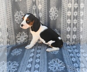 Beaglier Puppy for sale in BLOOMINGTON, IN, USA