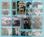 Puppy Light blue Cane Corso-Great Dane Mix