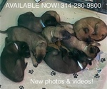 Small Photo #3 Belgian Malinois Puppy For Sale in LABADIE, MO, USA