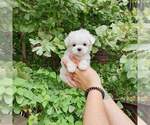 Small #1 Maltese