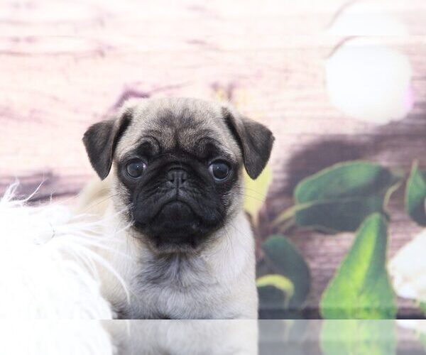 Medium Photo #1 Pug Puppy For Sale in MARIETTA, GA, USA