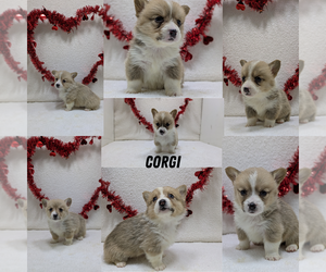 Pembroke Welsh Corgi Litter for sale in GOSHEN, IN, USA