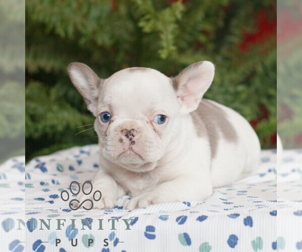 Medium Photo #3 French Bulldog Puppy For Sale in RONKS, PA, USA