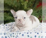 Small #2 French Bulldog
