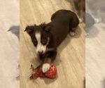 Small #6 Miniature Australian Shepherd