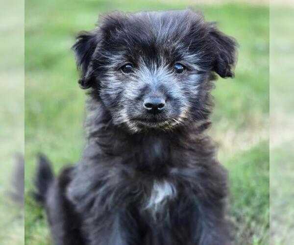 Medium Photo #3 Maltichon Puppy For Sale in San Diego, CA, USA