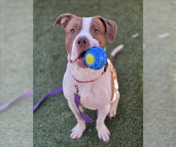 Medium Photo #1 American Pit Bull Terrier-Unknown Mix Puppy For Sale in Las Vegas, NV, USA