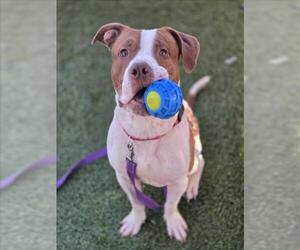 American Pit Bull Terrier-Unknown Mix Dogs for adoption in Las Vegas, NV, USA