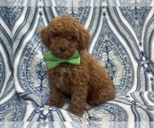 Poodle (Miniature) Puppy for sale in LAKELAND, FL, USA