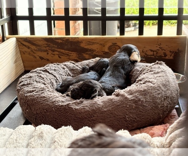 Medium Photo #11 YorkiePoo Puppy For Sale in FLORENCE, SC, USA