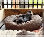Small #10 YorkiePoo