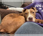 Small #2 American Pit Bull Terrier Mix