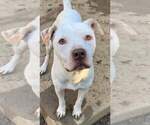 Small #20 American Bulldog Mix
