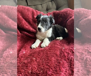 Border Collie Puppy for sale in DUNDEE, NY, USA