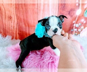 Boston Terrier Puppy for sale in CARTHAGE, TX, USA